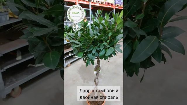Лавр двойная спираль смотреть онлайн