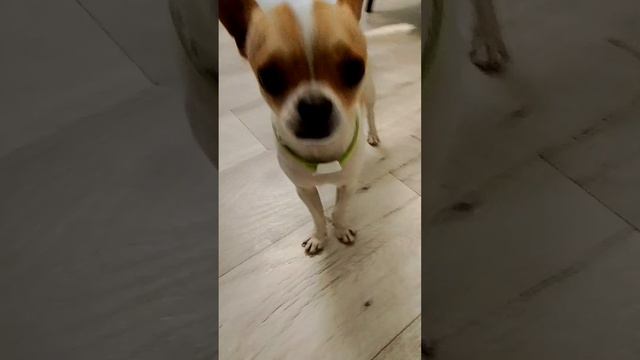 1000003986.mp4 смотреть онлайн