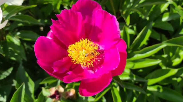 Peony flower field 작약꽃밭 смотреть онлайн