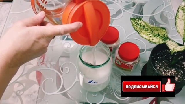 Как избавиться от паутинного клеща,трипсов и др.на комнатных цветах.Результат за одно применение ?? смотреть онлайн