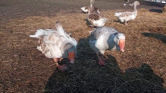 #Тульские горбоносые и прямоносые горьковские смотреть онлайн