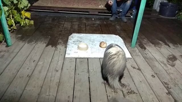 Дачный барсук. Приручение #5 смотреть онлайн