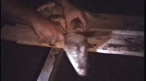 охота на крокодила