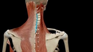 Мышцы спины