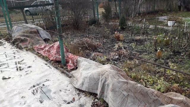 7 ноября укрываем розы / Урожай в погребе #укрытие_роз_на_зиму смотреть онлайн