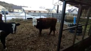 Купили телят породы Герефорд