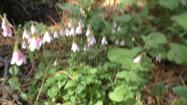 Линнея северная Растение тайги Зимой сохраняется в зелёном состоянии на 100 %. Неизвестное растение смотреть онлайн