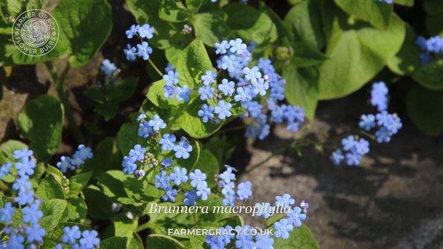 Brunnera macrophylla (Siberian bugloss) - FarmerGracy.co.uk смотреть онлайн