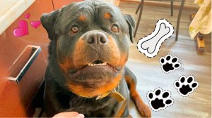 Ротвейлер пришёл в гости в дом