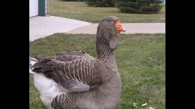 Крупный серый гусь Обзор самых известных пород гусей Мой опыт смотреть онлайн