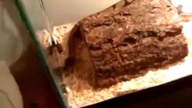 Random video of Cookie n her home. Female ball python смотреть онлайн