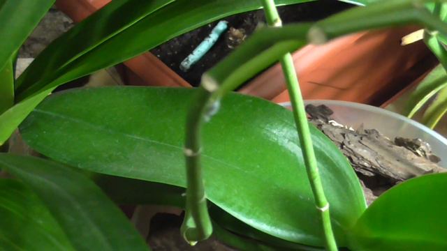 Цветоносы орхидей-эпифитов и литофитов: фаленопсис, онцидиум, ликаста