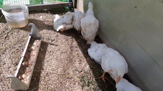 Не покупайте бройлеров, пока не посмотрите видео. смотреть онлайн