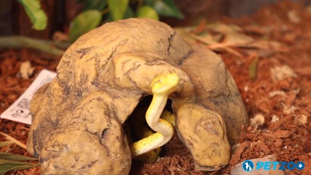 Watch a Baby Green Tree Python Hiding in a Reptile Cave смотреть онлайн