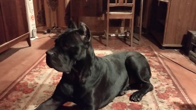 Чёрная Кане Корсо и Котенок! #canecorso #cat #канекорсо #котенок #дача #