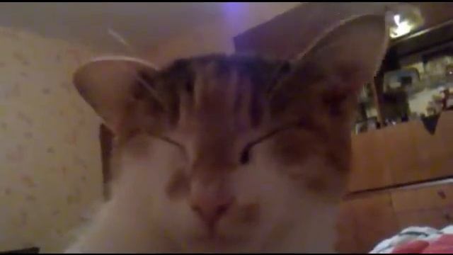 Коты развлекаются