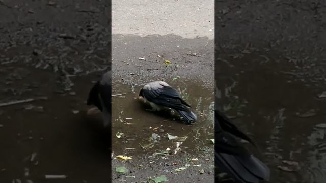 Ворона делает журавля цигун