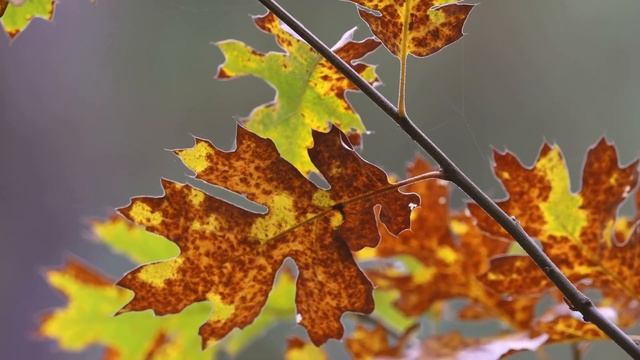 Я люблю тебя, осень!!! смотреть онлайн