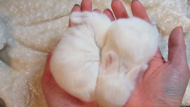 Cute Sleepy Baby Bunny Sleeping смотреть онлайн