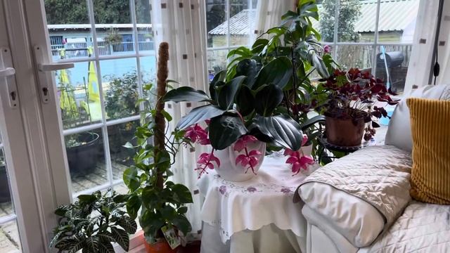 Medinilla Magnifica Update PLUS Christmas is Cancelled????? смотреть онлайн