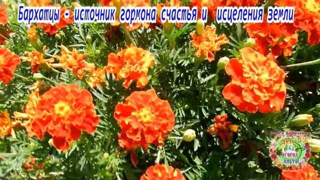 Бархатцы - источник гормона счастья и исцеления земли смотреть онлайн