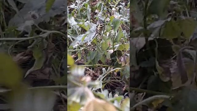 Паук-оса. Самый яркий паук Европы