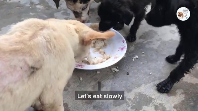 Rescue two puppies that were drowned and Rescue the exhausted little dog while searching for food смотреть онлайн