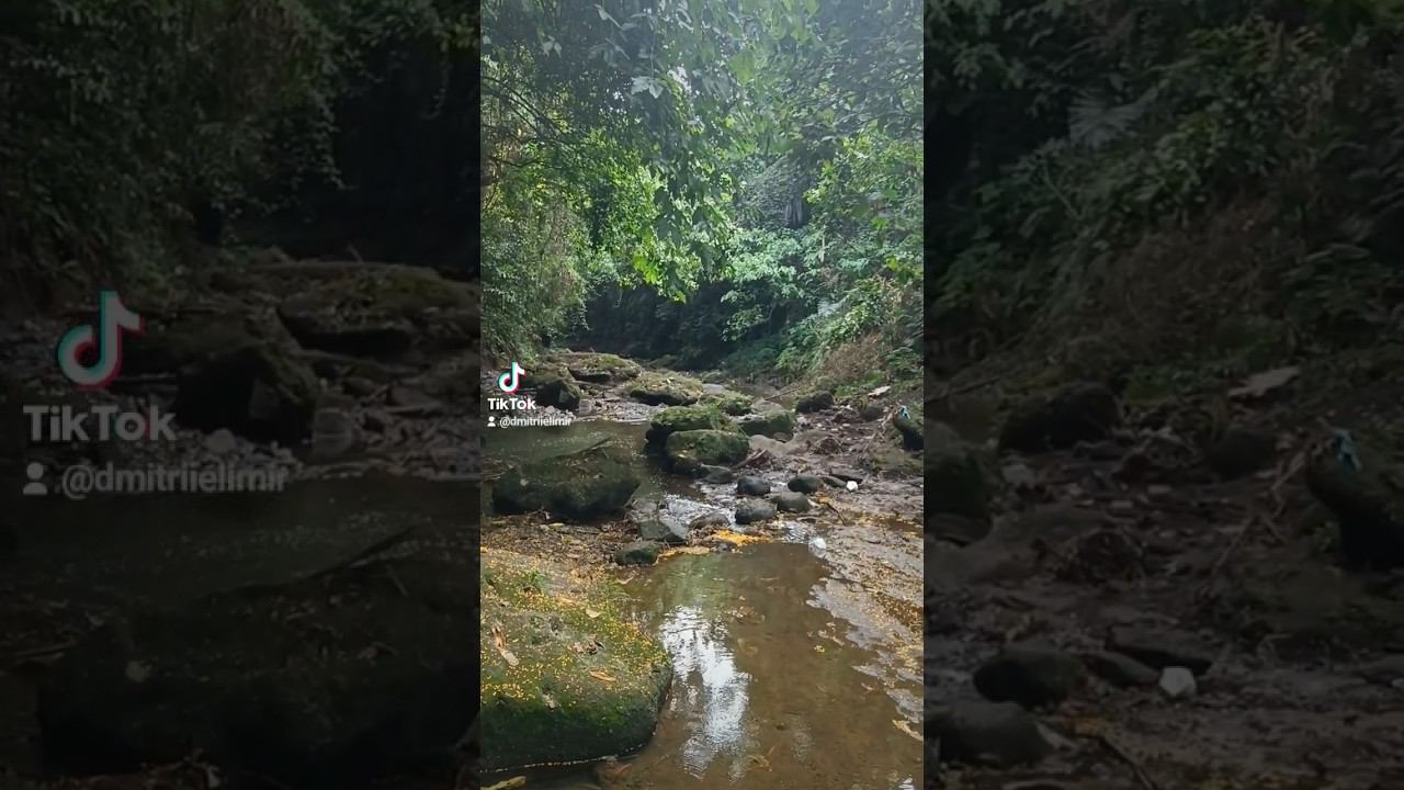 Jungle life #philippines #jungle #travel2023 #river #nature #lipa #primerarosa #pilipinas смотреть онлайн