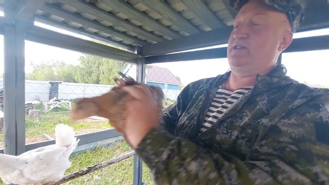 Куры, несущие голубое и розовое яйцо. смотреть онлайн