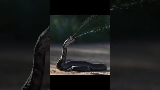 Плюющиеся кобры смотреть онлайн