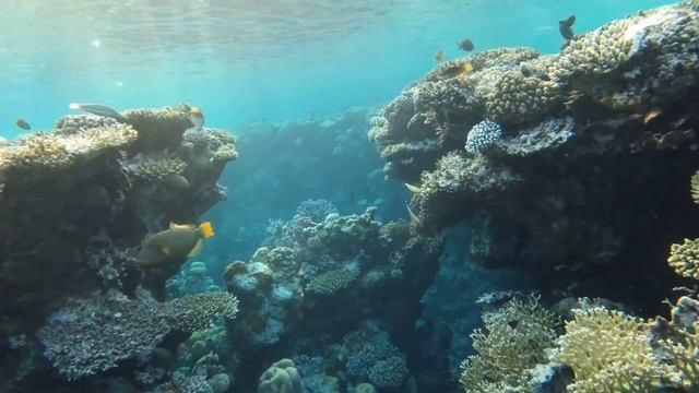 SHARK'S BAY، SHARM EL SHEIKH، South Sinai Governorate, Египет смотреть онлайн
