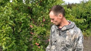 Сверхнадежная слива «Уральские зори»