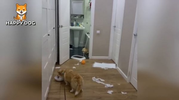 Funniest Animals Ever ? Funny Cats And Dogs #1