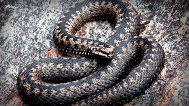 5 ЖУТКИХ Фактов об Обезглавливании! смотреть онлайн