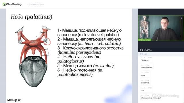 Пищеварительная система | Нормальная анатомия | Медвуза смотреть онлайн