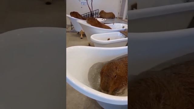 Капибары в СПА