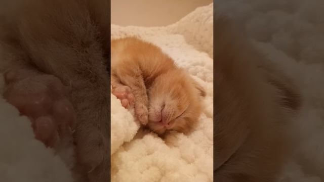 Котёнок играет во сне смотреть онлайн