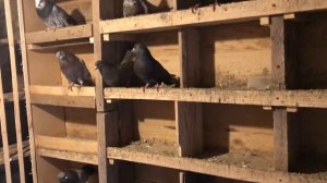 Лечим хрипы голубей/ Николаевские лётные Андрея Животовского