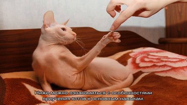Как воспитывать котенка правильно и сделать ласковым и спокойным смотреть онлайн