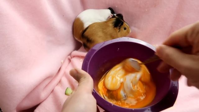 Морские свинки и Лизун Пигсики смотреть онлайн