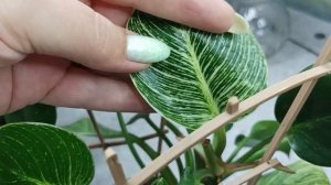 Пятна на листьях филодендрона Биркин. Борьба продолжается!