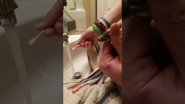 Ball Python Eye Cap Removal смотреть онлайн