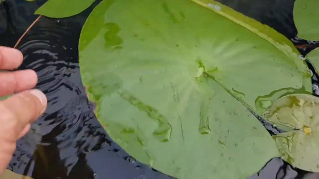 Нимфея Sarasvati (nymphaea Sarasvati) смотреть онлайн