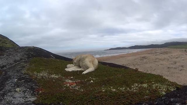Хаски,пляж, Кольский полуостров,Баренцево море, август 2016 смотреть онлайн