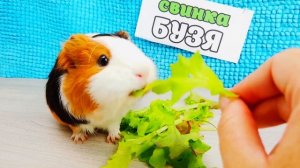 ДЕНЬ РОЖДЕНИЯ СВИНКИ БУЗИ! Что подарили? КАК ПРИГОТОВИТЬ ТОРТ для СВИНКИ? СМЕШНЫЕ ПИТОМЦЫ