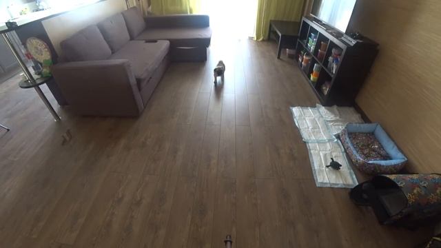 ПЕРВЫЙ РАЗ ОСТАВИЛИ ЩЕНКА МОПСА ОДНОГО ДОМА ?СКРЫТАЯ КАМЕРА БАКС ОДИН ДОМА ЖЕСТЬ ЧТО НАМ ДЕЛАТЬ!?! смотреть онлайн