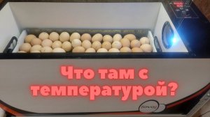 Не покупай инкубатор OVO-78, пока не посмотришь это видео