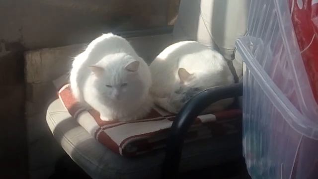 Два белых кота получают солнечные ванны на балконе/Приколы с котами смотреть онлайн