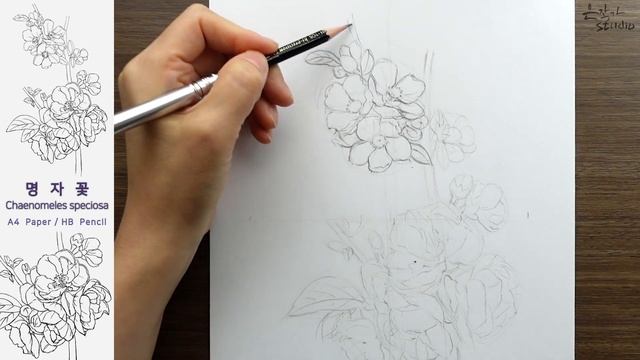 Flower Drawing Chaenomeles speciosa | 명자꽃 연필 스케치와 전사과정 смотреть онлайн