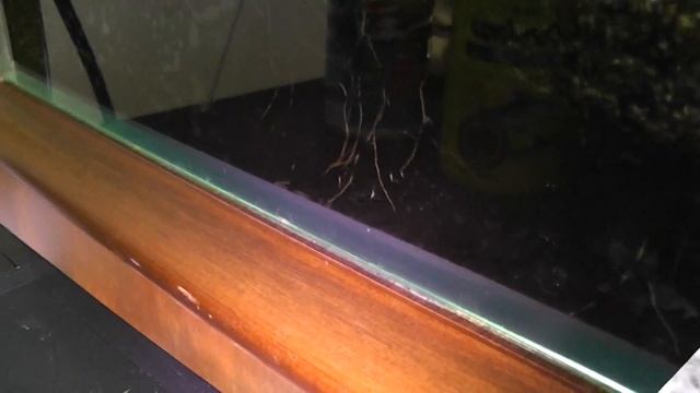 Last update for 20 and grow out tank! смотреть онлайн